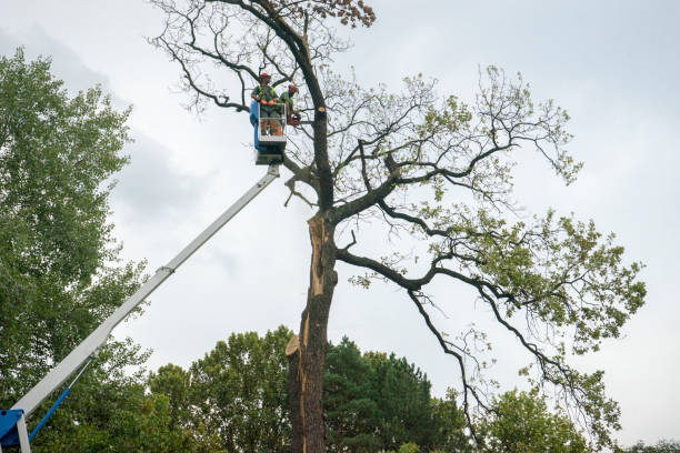 Professional Tree Services in Riverdale Park, CA