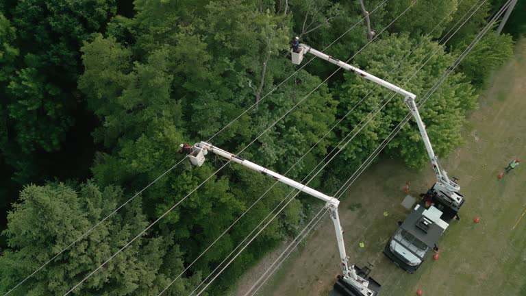 How Our Tree Care Process Works  in Riverdale Park, CA