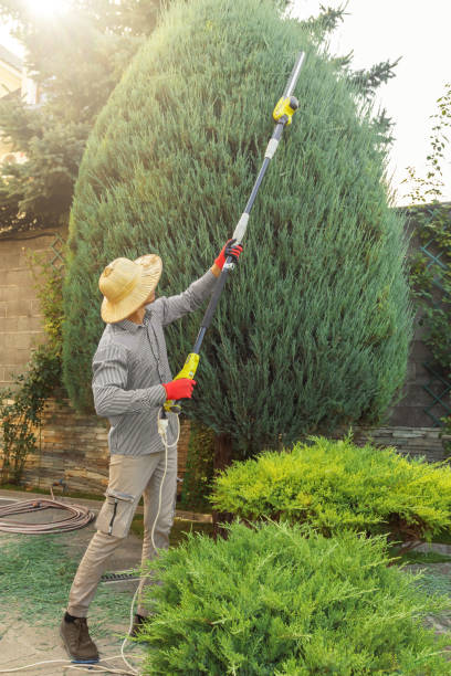 Seasonal Cleanup (Spring/Fall) in Riverdale Park, CA